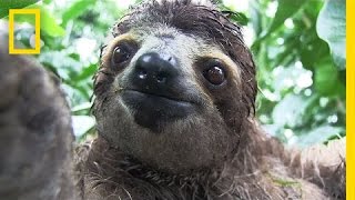 Inside a Baby Sloth Orphanage and Rescue Center  National Geographic [upl. by Gualterio545]