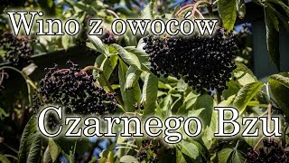 Wino z owoców Czarnego Bzu Przepis na zdrowy trunek [upl. by Apfel]