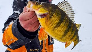 Ice Fishing JUMBO Perch in a BLIZZARD [upl. by Steward]