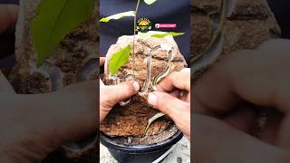 bonsai tree making bonsai shortsfeed amazing tree [upl. by Allene51]