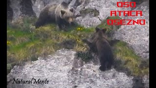 Osa ATACA a su Osezno de 2ºAño al Borde del Precipicio Mother Bear Attacks its Own Cub [upl. by Delfeena]