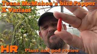 ⟹ Texas McMahons bird pepper  Capsicum annuum  Pod Review [upl. by Ynney]