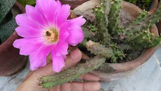 How to Grow and Care Echinocereus Pentalophus subsp Procumbens Cactus Plant [upl. by Matejka]