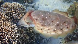 Cuttlefish laying eggs MahaRaja coral reef Raja Ampat [upl. by Patterman]