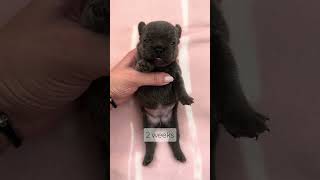 Puppy stages 06 weeks old 😍 growth shorts [upl. by Carolan]