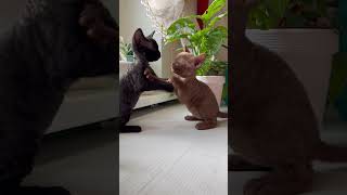 Close up of Kittens Playing near Plants cats kitten shortsfeed shortvideo shortsvideo shorts [upl. by Nnylireg]