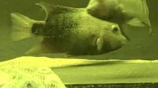 Texas Cichlid Breeding [upl. by Jelle]