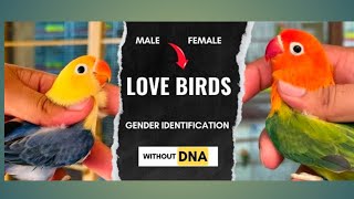 lovebirds male female identificationv easyno DNA🧬 [upl. by Kcirej]