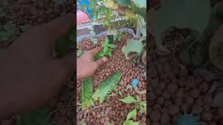 Propagating the Snake Plant [upl. by Olotrab]