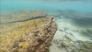 Collecting Cowrie Shells [upl. by Esele247]