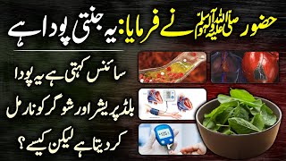 Tib E Nabvi SAWW  Benefits Of Sweet Basil Or Holy Basil Urdu Hindi  Tulsi Niazbo K Fayde [upl. by Latimore]