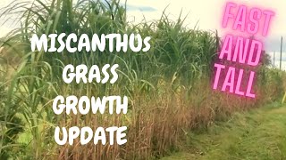 How to Grow Miscanthus Giganteus Elephant Grass  Growth Update of Fastest and Tallest Grass [upl. by Erdda]