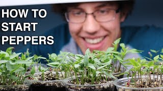 How to Germinate Pepper Seeds INCREDIBLY QUICK with 99 Germination [upl. by Glynis807]