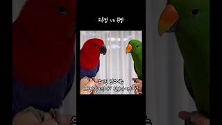 지구젤리 우리집 앵무새는 왼발잡이일까 오른발잡이일까  Righthanded parrot vs lefthanded parrot [upl. by Loftus]