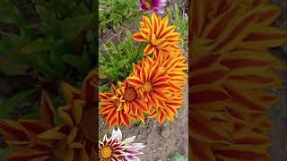 Amazing 😍 Treasure Flower Gazania Ornamental Plants flowers teasure FG lower [upl. by Iman]