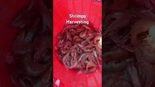 shrimpshrimpfarmingaquaculturebusinessaquaculturefishshrimpsfishries [upl. by Duwe]