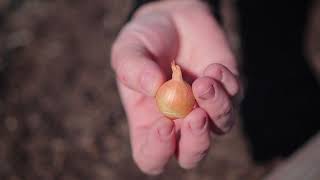 How to Plant Onion Sets 🌱  Garden Answer [upl. by Maidel]