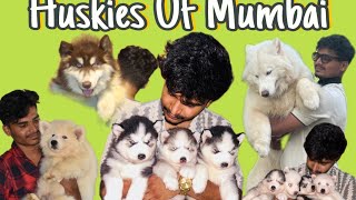 Husky Biggest Super Wooly Coat Husky Puppies in Mumbai Maharashtra 9930200226 pets exotic [upl. by Cartan614]