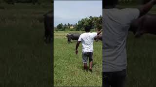 bullfight goa  traditional bullfight  IndiaGoa  bullfight [upl. by Georgetta209]