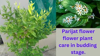 Parijat  harsingar flower plant care in budding stage Best fertilizer for parijat flower plant [upl. by Ahseiuqal]