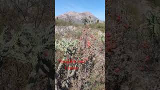 Tasajillo con Frutas Ex Hacienda El Peñuelo Galeana Nuevo León México cactus suculentas [upl. by Morven]