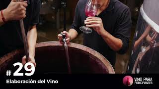 Episodio 29  Elaboración del Vino  Vino Para Principiantes [upl. by Selig]