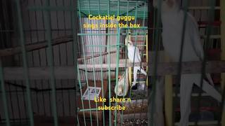 Cockatiel bird guggu🐥 is singing inside the box😲 shortsfeed trendingviralvideo birdsounds [upl. by Abigail196]