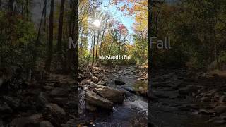 Beautiful colors and sounds of Fall in Catoctin Mountain Park nature hiking shorts [upl. by Annaegroeg604]