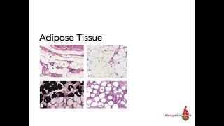 Adipose Tissue [upl. by Auberon]