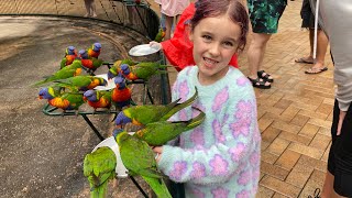 Lorikeet feeding at currumbin wildlife sanctuary [upl. by Forrer]