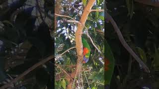 Colorful Lorikeets on a Food Hunt lorikeets birdsofyoutube naturephotography birdwatching [upl. by Aneled607]