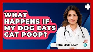 What Happens If My Dog Eats Cat Poop  PetGuide360com [upl. by Livy]