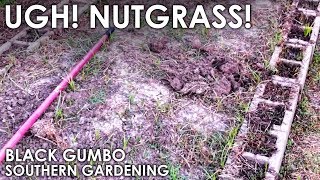 Nutgrass  Black Gumbo [upl. by Andee]