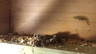 Odorous House Ants Found in Insulation in Neptune NJ [upl. by Sirromal625]