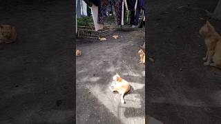 Septuplets Cats trending trendingshorts viralshort viralvideo shortsvideo best [upl. by Sadnac]