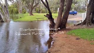 Murray River SA  Renmark Paringa Bridge Nov 2022 Flows at 92GL [upl. by Kcirdaed]