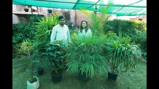 Most Successful Big Indoor Plants  Areca Red Machera Corocarpus Rhapis Palm Lady PalmChinaPalm [upl. by Kcirdderf484]