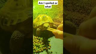 Trunky the Horsefield Tortoise being spoiled veronikakoleva2372 shorts pets eating cute [upl. by Ainafets]