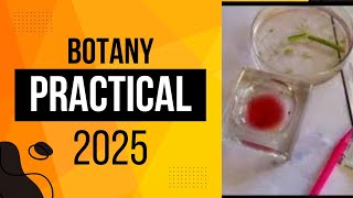 how to take thin sections practical botany  sameerapp [upl. by Eidnyl]