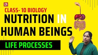 Nutrition in Human Being Ex 62  Life Processes Chapter 1  Class 10 Biology  NCERT [upl. by Acessej]