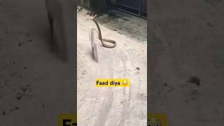 Kya fight hui mongoosevssnake shorts mongoose youtubeshorts snake cobra bufgies cockatiel [upl. by Costin]