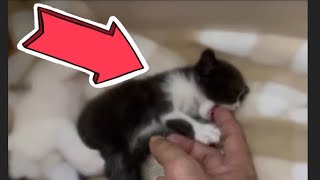 Kitten Biting Everything 😂  MyPurrrfectWorld [upl. by Leagiba589]