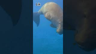 🦦 The Gentle Giants of the Water 🌊LesserKnown Facts About Manatees [upl. by Kurt]