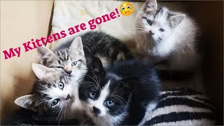 My Kittens are gone Whats happened [upl. by Zigrang]