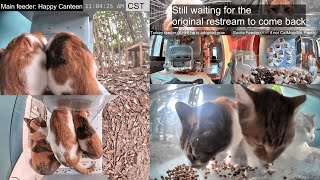 Happy Canteen Restream  Hello Street Cat [upl. by Yllib]