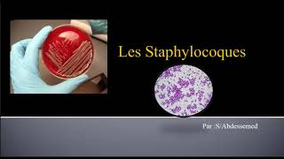 Les Staphylocoques [upl. by Mik]