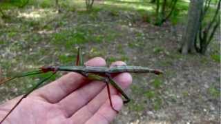 Cool Facts About Stick Insects a weird moovie [upl. by Devondra]