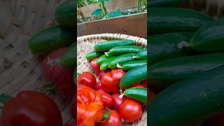 Današnja berba 🍅🥒 garten farming nature shorts [upl. by Darnall]