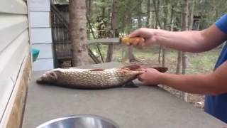 Filleting a Northern Pike [upl. by Retsim]