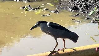 Blackcrowned Night Heron [upl. by Anawed]